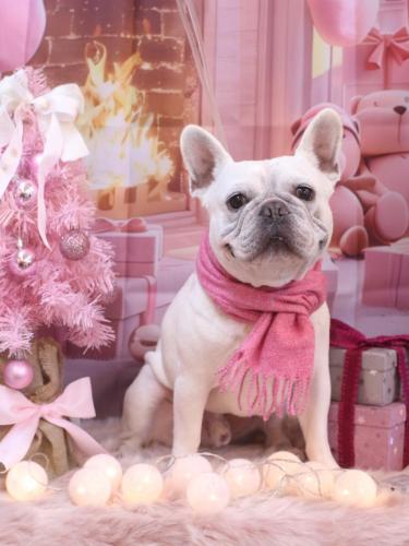 20241217ブーくん